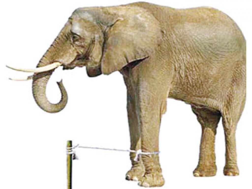 elephant held back by rope